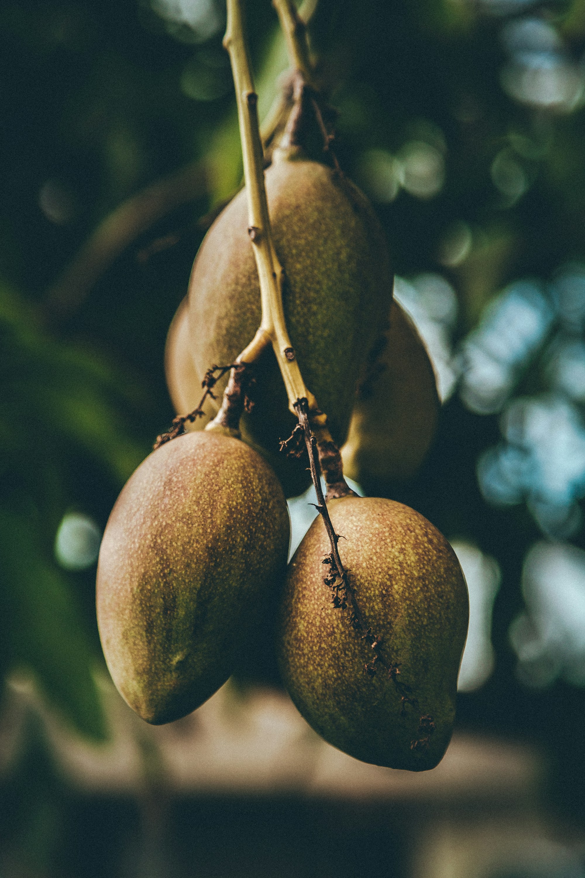 Mango Kent — sladké a aromatické